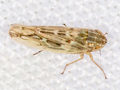 Psammotettix alienus